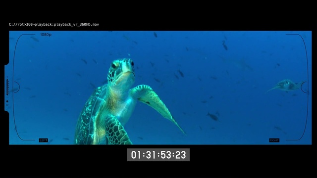 Video Reference: Green sea turtle, Sea turtle, Turtle, Organism, Underwater, Marine biology, Digital compositing, Adaptation, Reptile, Screenshot