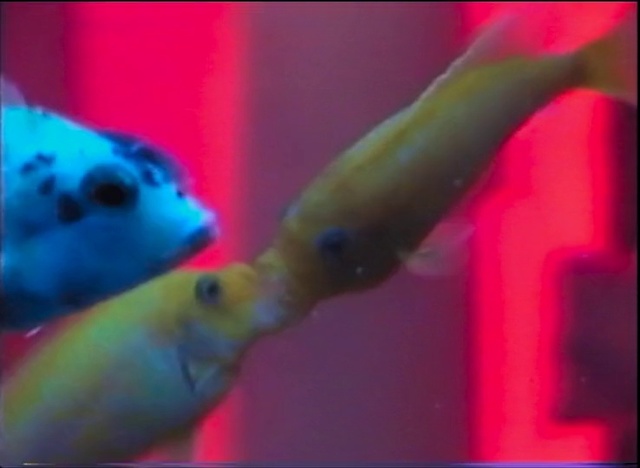 Video Reference: Fish, Fish, Marine biology, Feeder fish, Organism, Underwater, Bony-fish