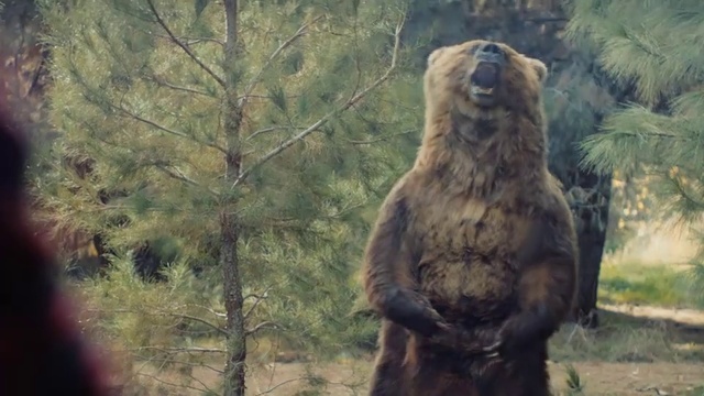 Video Reference: Brown bear, Grizzly bear, Terrestrial animal, Bear, Adaptation, Wildlife, Biome, Organism, Kodiak bear, Tree
