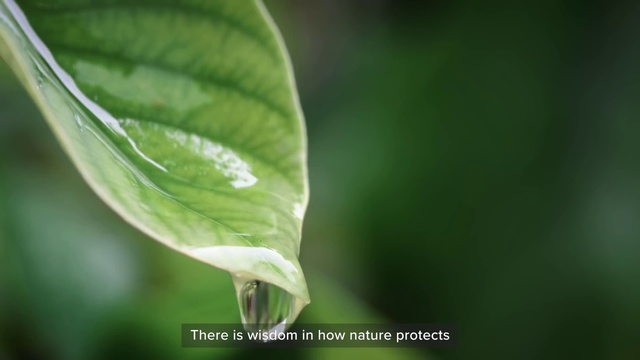 Video Reference: Leaf, Green, Nature, Water, Macro photography, Flower, Plant, Close-up, Botany, Drop