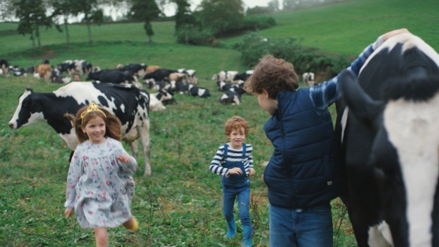 Video Reference: dairy cow, cattle like mammal, dairy, pasture, grass, farm, rural area, tree, livestock, field, Person
