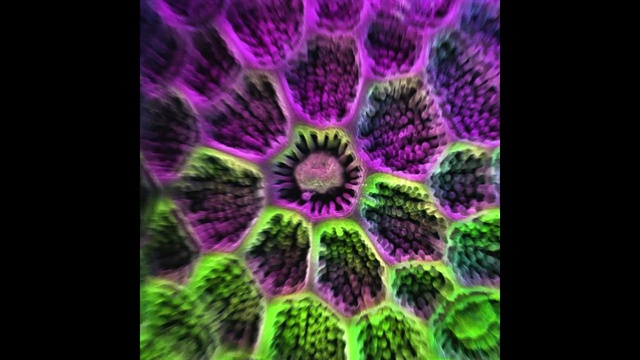 Video Reference: art, design, wallpaper, fractal, texture, polyp, digital, light