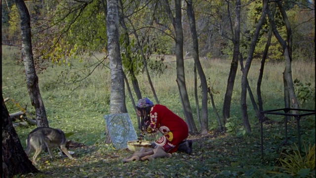 Video Reference: Woodland, Nature, Forest, Natural environment, Wilderness, Nature reserve, Tree, Jungle, Biome, Old-growth forest