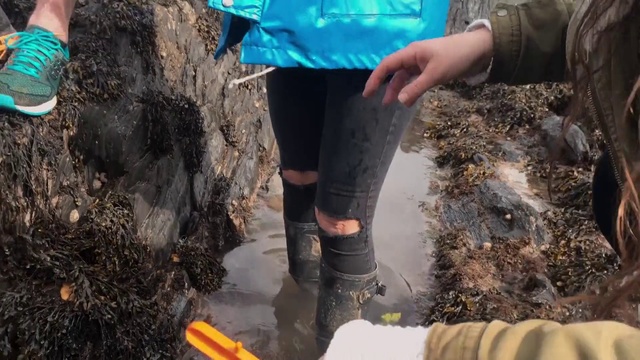 Video Reference: Soil, Compost, Geology, Tree, Plant