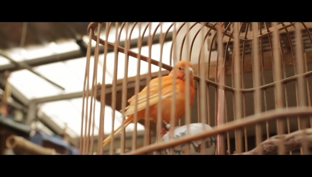 Video Reference: Bird, Cage, Beak, Canary, Finch, Snapshot, Songbird, Perching bird, Atlantic canary, Feather