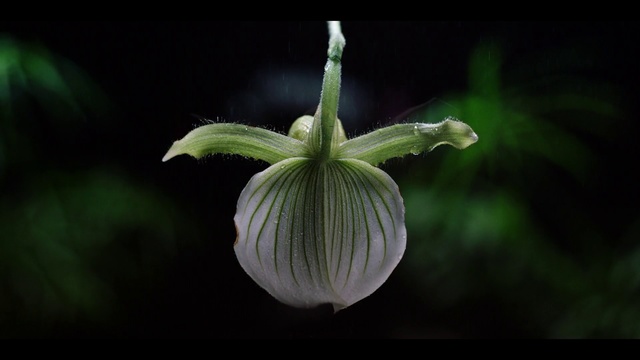 Video Reference: Flower, Plant, Flowering plant, Petal, Wildflower, Plant stem, Photography, Cypripedium, Still life photography