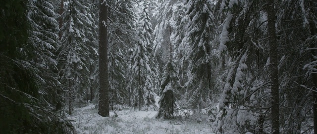 Video Reference: snow, nature, tree, winter, forest, woodland, freezing, ecosystem, woody plant, frost