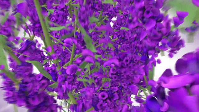 Video Reference: Lavender, Purple, Flower, Violet, Plant, Lilac, Flowering plant, Lavender, Petal, Violet family