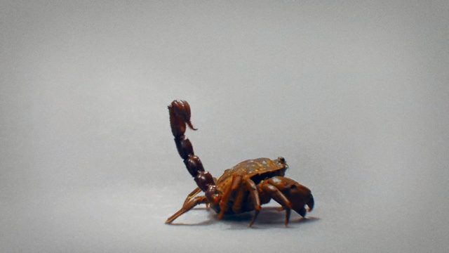Video Reference: invertebrate, organism, scorpion, arthropod, insect, macro photography, crab, decapoda