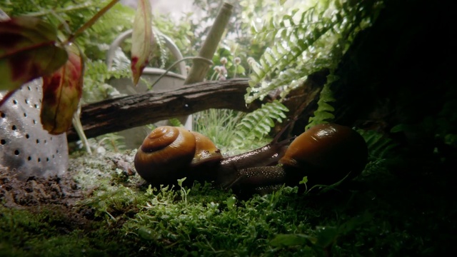Video Reference: Natural environment, Snails and slugs, Adaptation, Organism, Terrestrial plant, Grass, Tree, Forest, Fungus, Photography