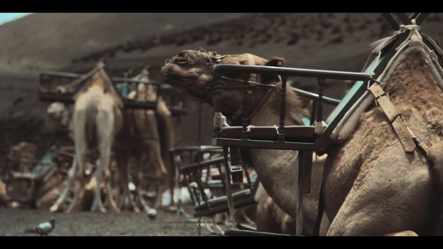 Video Reference: horse like mammal, screenshot, snout, pack animal, Person