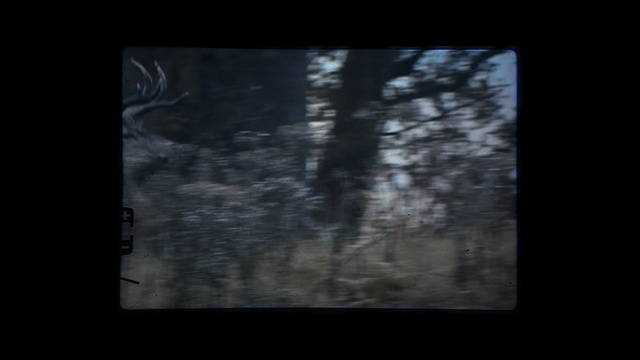 Video Reference: Black, Darkness, Nature, Tree, Natural environment, Atmosphere, Text, Brown, Sky, Forest, Person