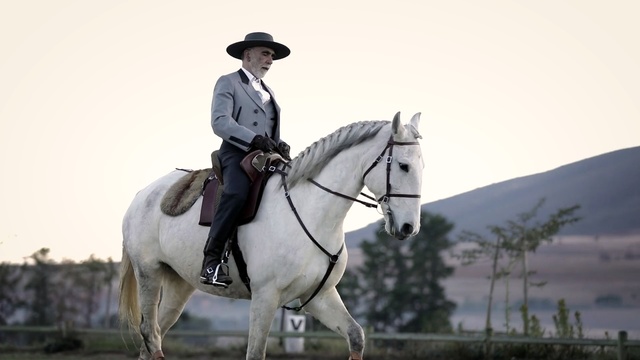 Video Reference: horse, rein, bridle, equestrianism, equestrian, western riding, hunt seat, stallion, horse like mammal, horse tack