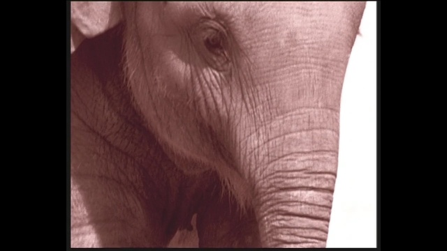 Video Reference: elephant, elephants and mammoths, indian elephant, mammal, african elephant, wildlife, fauna, close up, wrinkle, eye