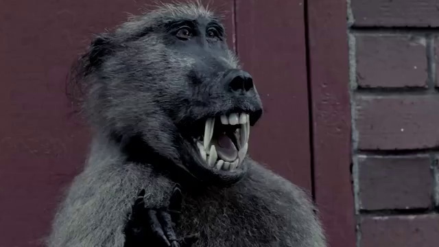 Video Reference: Vertebrate, Mammal, Facial expression, Primate, Snout, Mouth, Wildlife, Photography, Jaw, Macaque