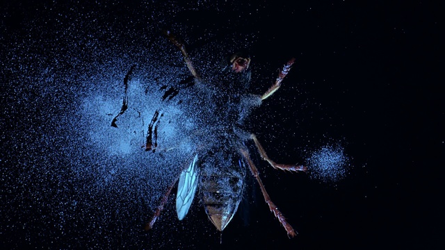 Video Reference: darkness, atmosphere, organism, night, water, sky, marine biology, space, computer wallpaper, earth, Person