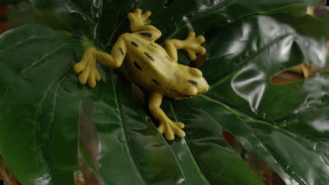 Video Reference: Amphibian, Frog, Shrub frog, Leaf, Plant, Tree frog