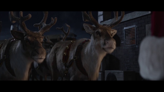 Video Reference: Mammal, Vertebrate, Reindeer, Wildlife, Deer, Antler, Horn, Darkness, Snout, Organism