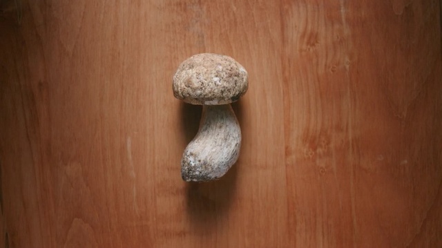 Video Reference: Mushroom, Shiitake, Edible mushroom, Matsutake