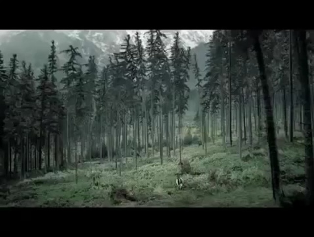 Video Reference: Forest, Tree, Nature, Woodland, Natural environment, Spruce-fir forest, Tropical and subtropical coniferous forests, Old-growth forest, Wilderness, Atmospheric phenomenon, Person