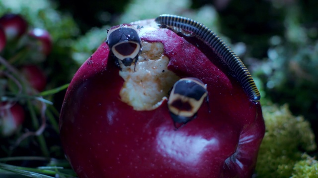 Video Reference: Macro photography, Organism, Botany, Close-up, Plant, Adaptation, Insect