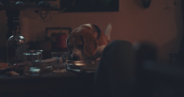 Video Reference: Canidae, Snout, Sporting Group, Ear, Room, Darkness