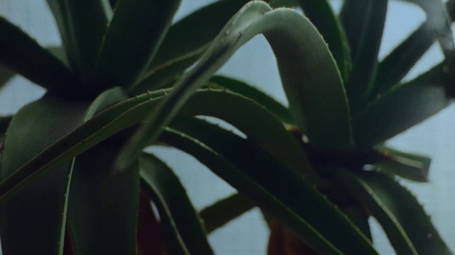 Video Reference: Plant, Terrestrial plant, Tree, Flowering plant, Perennial plant, Pattern, Houseplant, Herb, Plant stem, Herbaceous plant