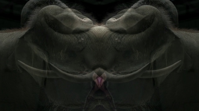 Video Reference: Symmetry, Organism, Mouth, Snout, Darkness, Wing, Art, Photography, Macro photography, Illustration