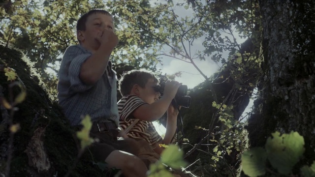 Video Reference: Photograph, Nature, Jungle, Wilderness, Natural environment, Forest, Tree, Sunlight, Fun, Adaptation