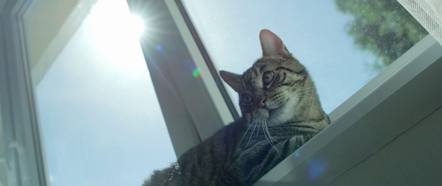 Video Reference: Cat, Felidae, Whiskers, Small to medium-sized cats, Sky, Tabby cat, Domestic short-haired cat, Snout, Snapshot, Eye