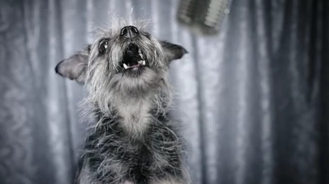 Video Reference: Canidae, Dog, Irish wolfhound, Snout, Dog breed, Scottish deerhound, Black-and-white, Carnivore, Whiskers, Fur, Person