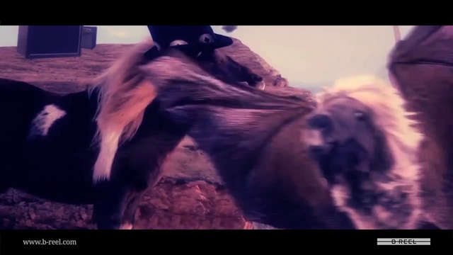 Video Reference: Afghan hound, Canidae, Dog, Dog breed, Fur, Long hair, Carnivore