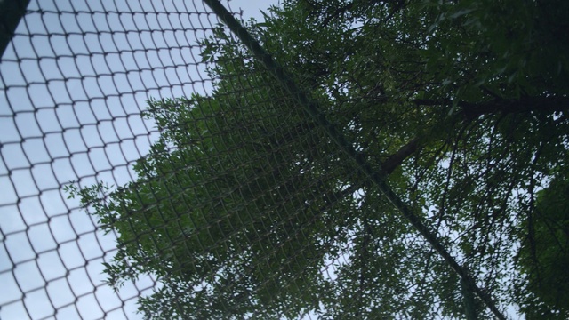 Video Reference: tree, green, leaf, plant, sky, branch, biome, grass, evergreen