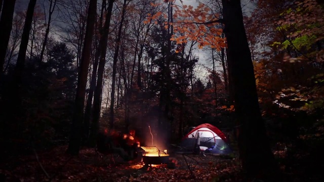 Video Reference: Woodland, Campfire, Forest, Fire, Natural environment, Nature, Tree, Wilderness, Light, Biome