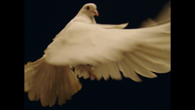Video Reference: Beak, Feather, White, Bird, Wing, Pigeons and doves, Rock dove, Close-up, Peace, Tail