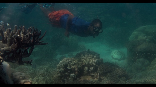 Video Reference: Underwater, Reef, Marine biology, Organism, Coral reef, Natural environment, Water, Coral, Coastal and oceanic landforms, Recreation, Swimming, Window, Glass, Photo, Bird, Man, Large, Cat, Blue, Standing, Table, Green, Holding, Vase, Umbrella, Group, Aquarium, Diving, Fish, Water sport, Scuba diving, Underwater diving, Divemaster, Diving equipment, Snorkeling, Ocean floor