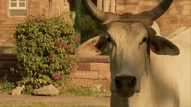 Video Reference: horn, cattle like mammal, fauna, cow goat family, wildlife, snout, ox, grass, livestock, tree