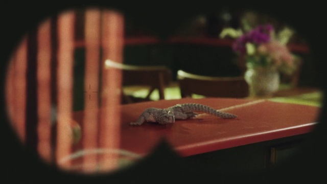 Video Reference: Reptile, Lizard, Still life photography, Table, Adaptation, Room, Photography, Scaled reptile, Macro photography, Wildlife