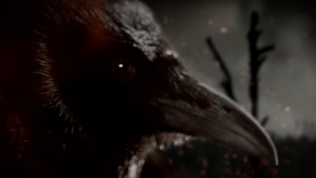 Video Reference: darkness, beak, snout, computer wallpaper, wildlife, midnight