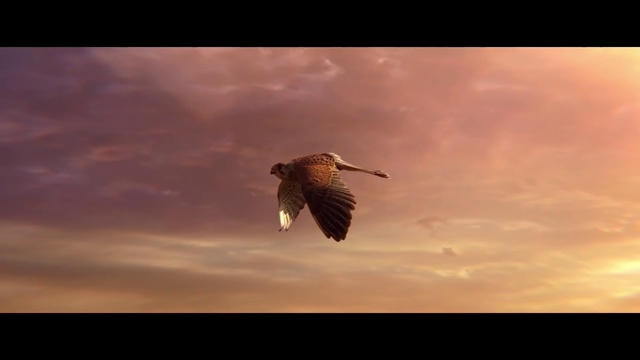 Video Reference: Bird, Beak, Sky, Wildlife, Morning, Bird of prey, Wing, Eagle, Accipitriformes, Adaptation