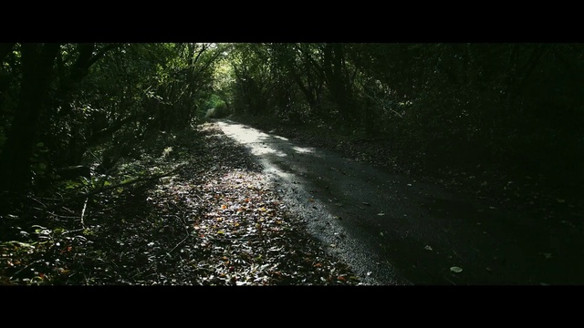 Video Reference: Nature, Natural environment, Tree, Forest, Biome, Jungle, Sunlight, Road, Woodland, Leaf