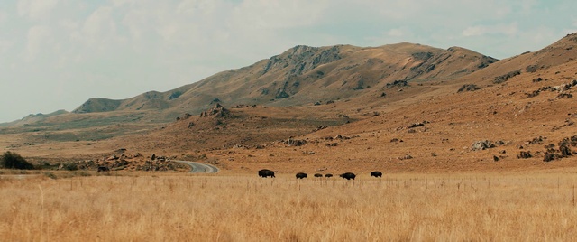 Video Reference: Grassland, Mountainous landforms, Hill, Natural environment, Ecoregion, Steppe, Plain, Savanna, Wilderness, Prairie
