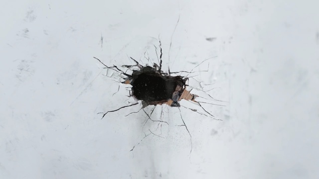 Video Reference: insect, invertebrate, close up, membrane winged insect, pest, macro photography, arthropod