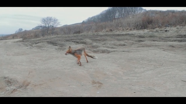 Video Reference: dog like mammal, mammal, fauna, wildlife, coyote, ecoregion, jackal, carnivoran, dingo, sky