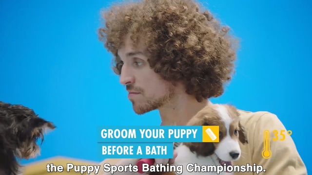 Video Reference: Hair, Canidae, Dog breed, Hairstyle, Dog, Companion dog, Human, Puppy, Photo caption, Puppy love, Person