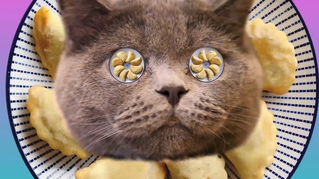 Video Reference: Cat, Whiskers, Small to medium-sized cats, Mammal, Felidae, Snout, British shorthair, Domestic short-haired cat, Carnivore, Chartreux, Person