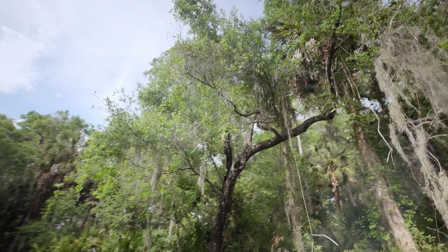 Video Reference: vegetation, tree, nature reserve, ecosystem, forest, rainforest, plant, jungle, old growth forest, valdivian temperate rain forest