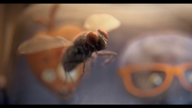 Video Reference: Insect, Macro photography, Honeybee, Bee, Membrane-winged insect, Pest, Invertebrate, Close-up, Eye, Fly