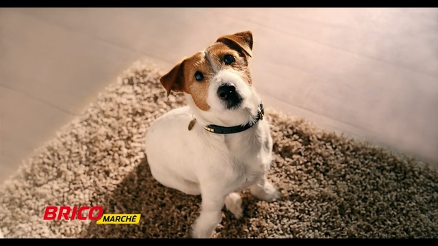 Video Reference: Dog, Mammal, Vertebrate, Dog breed, Canidae, Carnivore, Russell terrier, Jack russell terrier, Companion dog, Snout, Person