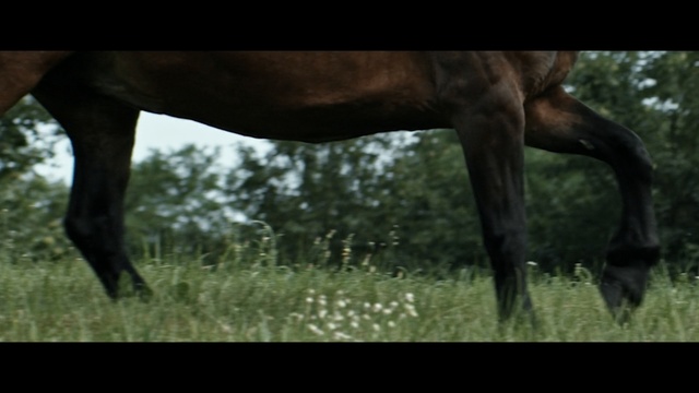 Video Reference: Horse, Grazing, Wildlife, Pasture, Terrestrial animal, Grass, Mane, Stallion, Mustang horse, Mare